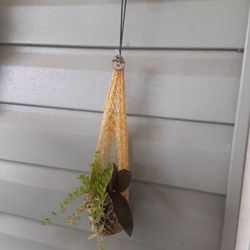 Hanging Succulent
