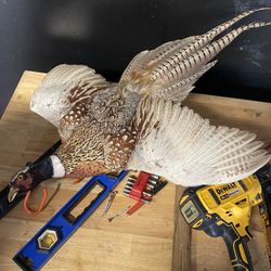Pheasant Taxidermy 