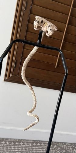 Creepy double headed snake skeleton