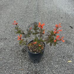 Orange Tecoma Bush 