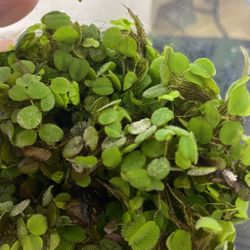 Salvinia Minima
