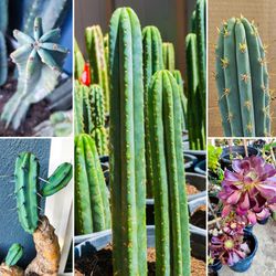 Blue Myrtle, San Pedro, Cereus, Peruvian Torch Cactus, Aeonium Black Rose + FREE Succulent Cuttings! 🌵🪷