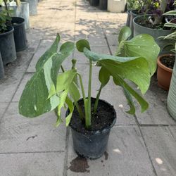 Monstera Thai Cons