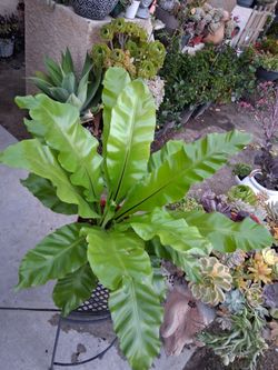 Large Bird 🐦 Nest Fern Plant $43