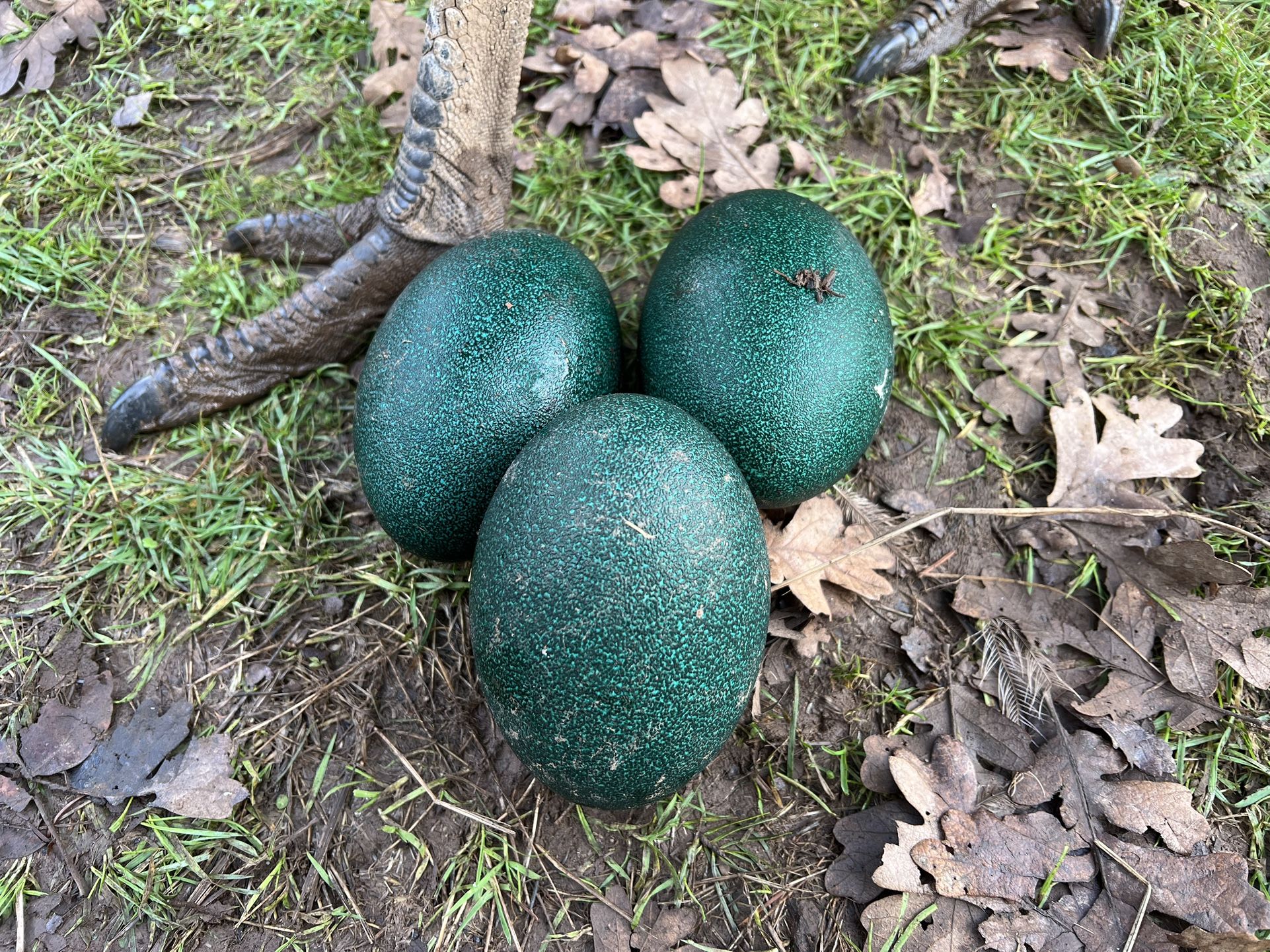 Eggs