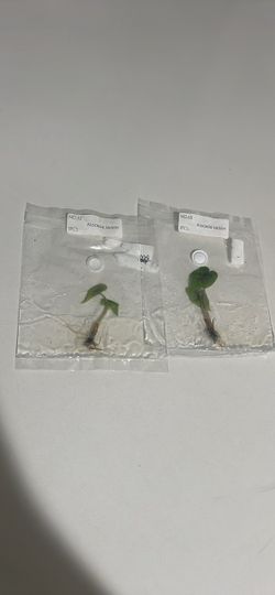 Alocasia Jacklin Tissue Cultures