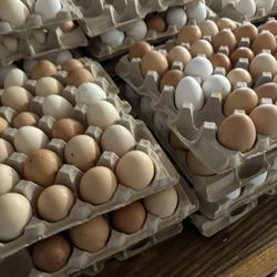 Collected Daily Fresh Eggs 