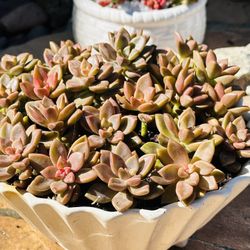 Succulents In The White Ceramic Pot 