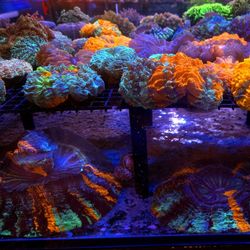 🔥CORALS DECORATIONS FOR MARINE TANK OVER 500 CORALS IN STOCK PICK-UP - DELIVERY  - SHIP