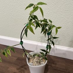 Variegated Hoya Bella