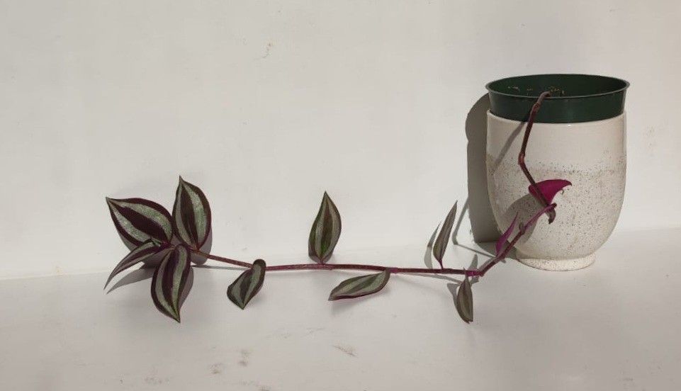 Lush Trailing Tradescantia Zebrina Plant/ House Plant/ Indoor Plant Flower Patio Garden