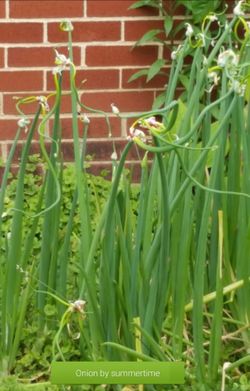 Egyptian Walking Onion Topset Bulbs