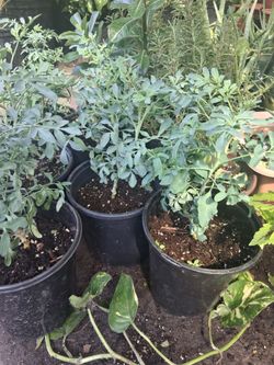 Plantas de ruda