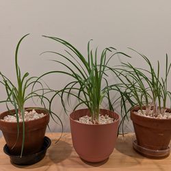 Fragrant Chives (1 - 3 pots available) - herbs, potted plants
