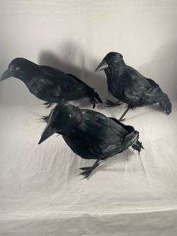 Set of 3 Black Feathered Large Crow Halloween prop Decorations