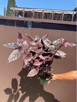 6” begonia mis mummy