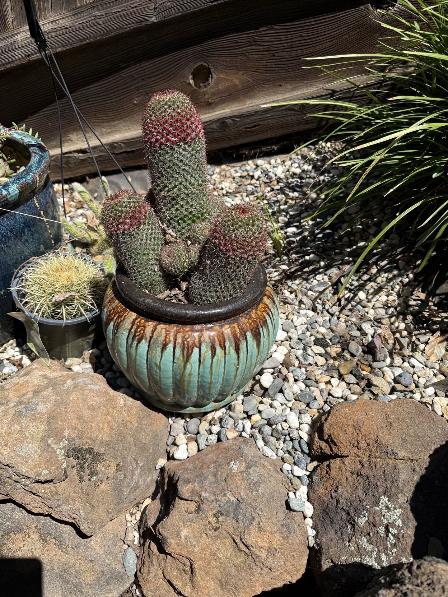 MAMMILLARIA Cactuses In Ceramic pot