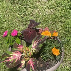 Garden Container. Marigolds, Zinnia And Coleus Plants. Grown From Seed And Healthy. I Can Give You Tips How To Keep Blooming Vibrantly All Summer Long