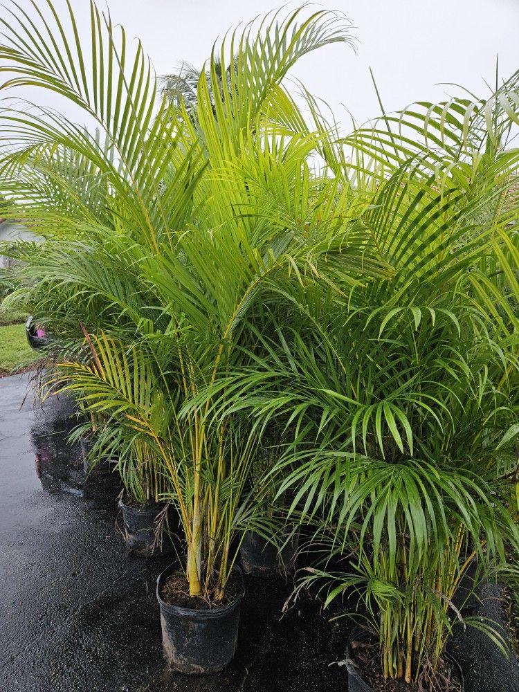 arecas Over 5 to 6 feet tall Instant Privacy Hedge For Fence