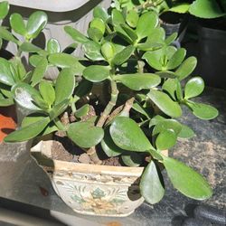 Jade Plant 