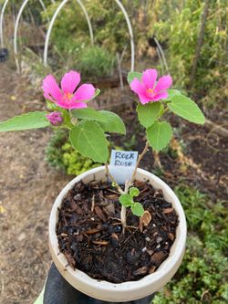 Rockrose Texas Plant
