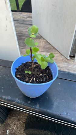 Jade