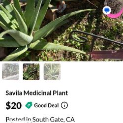 Aloe Vera Plant