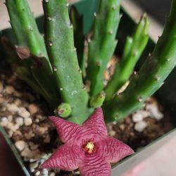 4” Stapelia Paniculata (first Pic Is Reference Of The Flower)