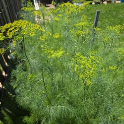 Free Fennel Plants