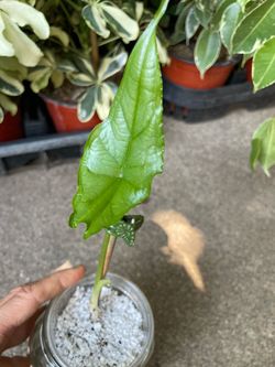 Rare/specialty***exotic well rooted/established Alocasia Dragon Breath in semi hydro set up