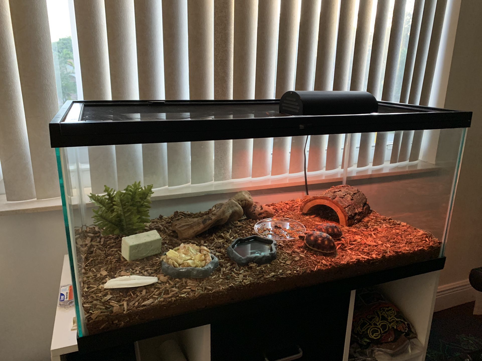Tortoise Tank + Everything Inside+others