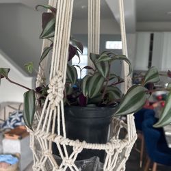 Live Tradescantia Zebrina Plant