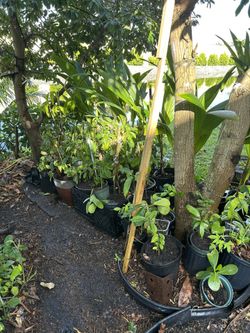 Guanábanas / Soursop Air layer