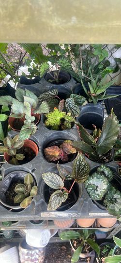 Begonia rex live plant and angel wing