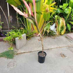 Cordyline fruticosa ( Ti Plant )