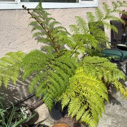 Australian Fern Huge!!!