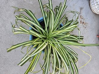 Bonita Planta, Araña O Mala Madre