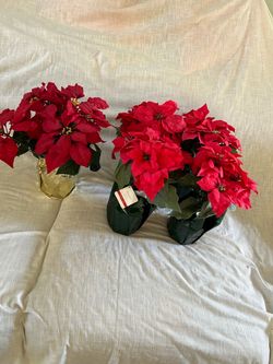 Holiday poinsettias – New