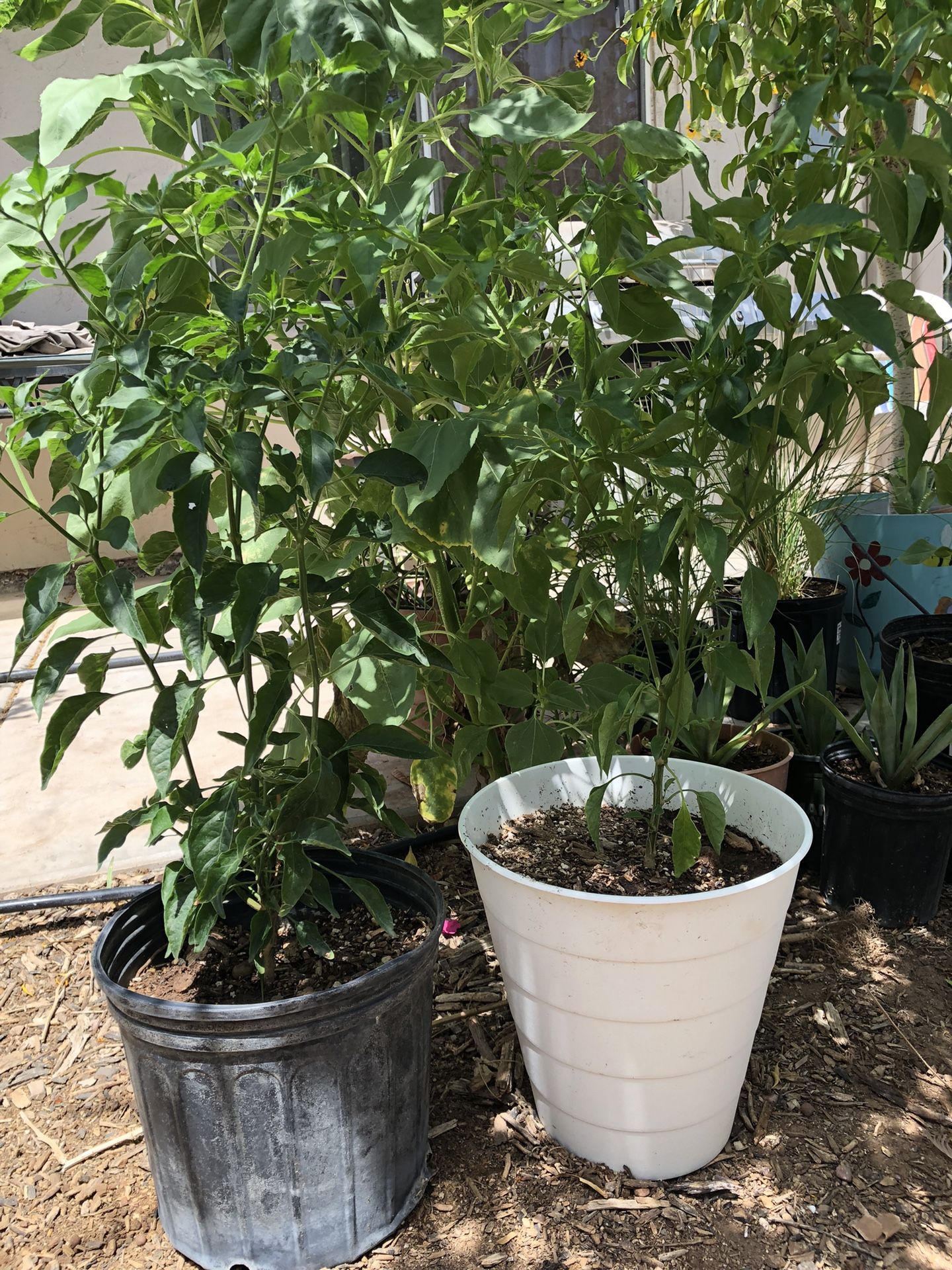 Hot Cayenne Pepper Plant , Hot Chili Pepper Plant