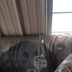 Vintage / Antique Ice Fishing Rod