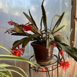 Red Orchid Cactus Red Flowers Potted Plant