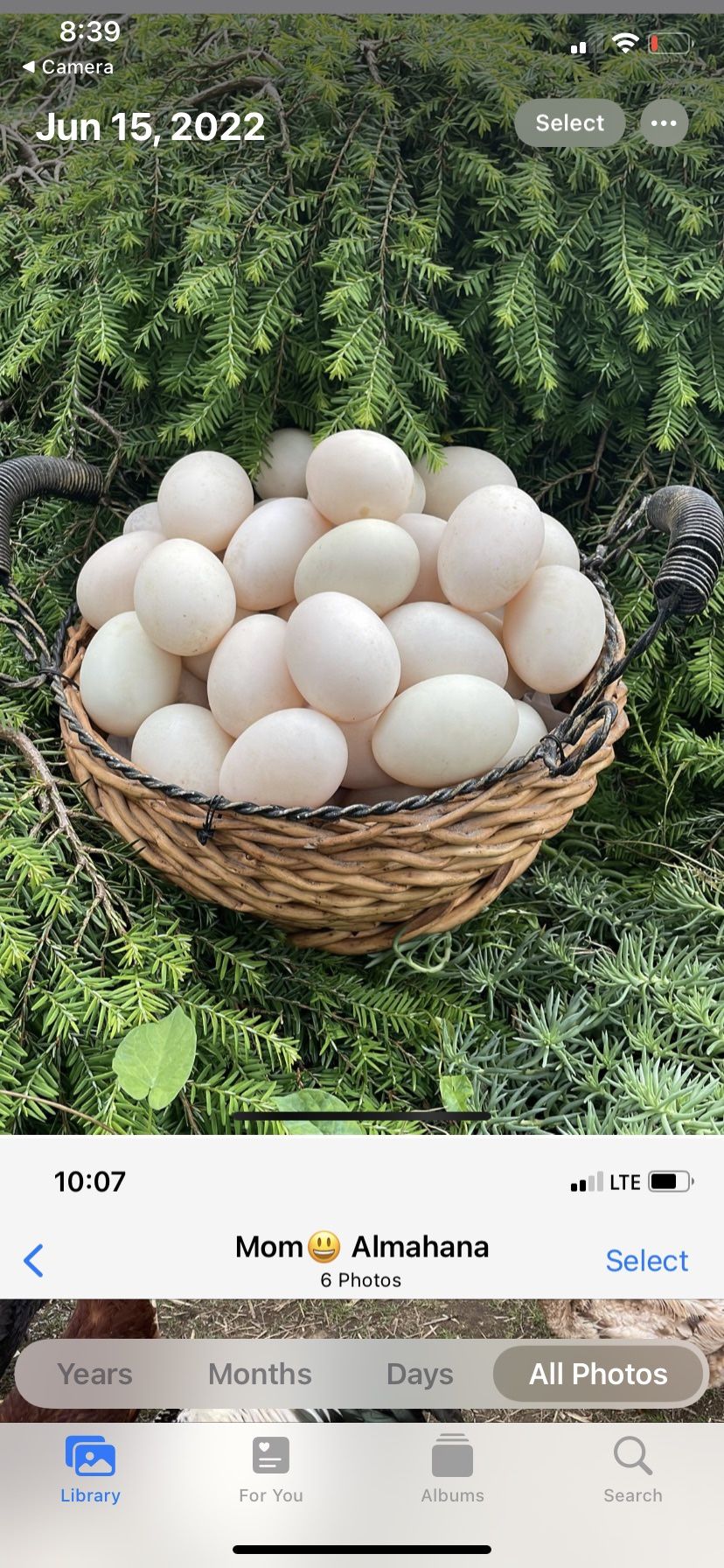 Ducks Eggs