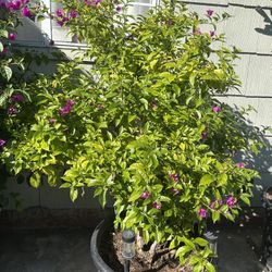 Bouganvillea Plant For Sale 