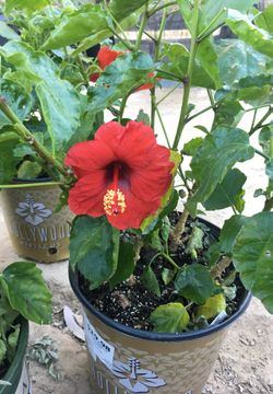 Hollywood hibiscus 🌺