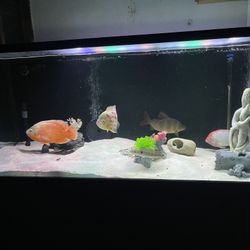 180 Gallon Fish Tank   (Aquarium)