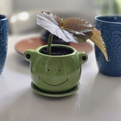 Angel Wing Begonia (Starter Plant) 🪴