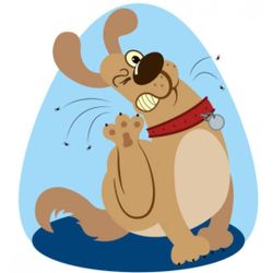 Flea & Tick Preventative 