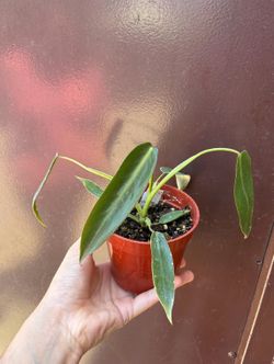 4” Philodendron spiritus sancti
