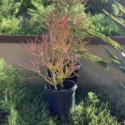 Fire Stick Plants Fore Sale