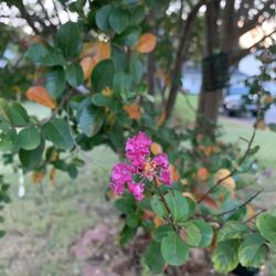 Crape Myrtle Trees